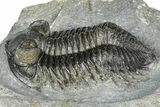 Double Coltraneia Trilobite Fossil - Huge Faceted Eyes #363238-3
